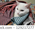 A white cat lies wrapped in a striped plaid with fringes 129217277