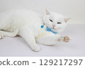 A white cat with a butterfly collar looks at the camera with displeasure 129217297