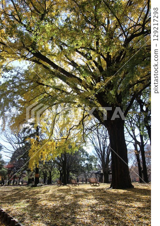 代代木公園秋葉 代代木公園秋葉 129217298