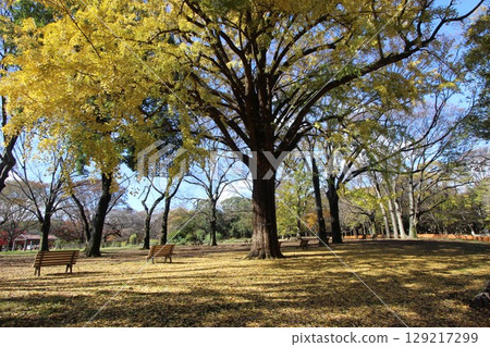 代代木公園秋葉 129217299