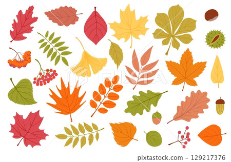Cartoon autumn leaves. Fallen colored foliage, wilting plants, different trees organic elements, maple, orange ginkgo, yellow oak, green chestnut, season forest splendid vector isolated set Cartoon autumn leaves. Fallen colored foliage, wilting plants, different trees organic elements, maple, orange ginkgo, yellow oak, green chestnut, season forest splendid vector isolated set 129217376