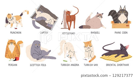 Cat breeds. Different coat colors pets, funny animals, various poses, cartoon kitten characters, cute little predators, veterinary and grooming symbols, stickers collection tidy vector set Cat breeds. Different coat colors pets, funny animals, various poses, cartoon kitten characters, cute little predators, veterinary and grooming symbols, stickers collection tidy vector set 129217377