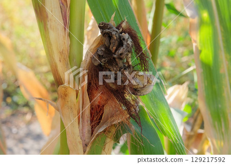 Corn is growing in rural garden. Organic gardening. Cottage garden. Agricultural plantation in sunny day. Corn is growing in rural garden. Organic gardening. Cottage garden. Agricultural plantation in sunny day. 129217592