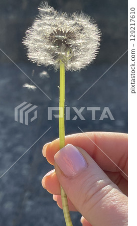 Hand Holding Dandelion in Sunlight with Seeds Floating Hand Holding Dandelion in Sunlight with Seeds Floating 129217610