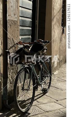 Dogs Relaxing in Bicycle Basket in Vintage Alley Dogs Relaxing in Bicycle Basket in Vintage Alley 129217611