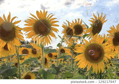 sunflower sunflower 129217847