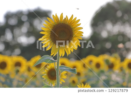 sunflower	 129217879