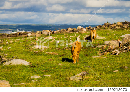 Cows on pasture. Cows on pasture. 129218070