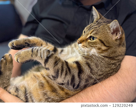 Close-up of a tabby cat resting in human arms. Calmness, trust, and the peaceful bond between animal and owner in a domestic environment 129220249