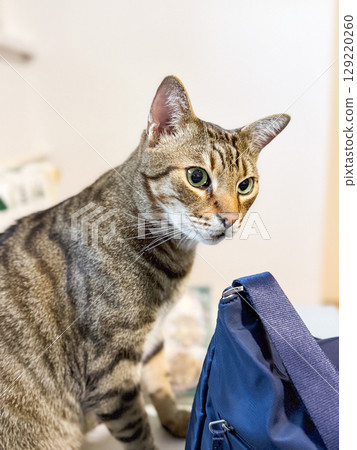 Pet portrait. Tabby cat resting, relaxing indoors. Pets friendly and care concept 129220260