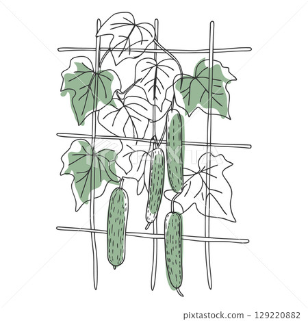 Cucumber vine on a trellis. Cucumber plant on a fence. Hand drawn illustration. 129220882