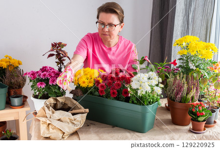 A 50-year-old woman transplanting autumn chrysanthemums into pots, decorating her home is terrace or balcony with vibrant seasonal flowers 129220925