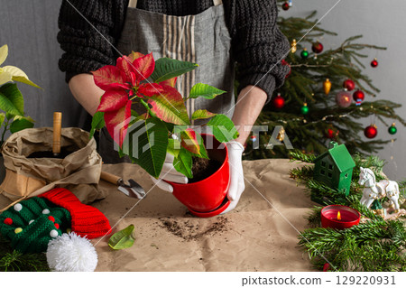 Transplanting vibrant Poinsettia flowers into a new pot, a man works next to a festively decorated Christmas tree, bringing seasonal cheer and home gardening into the holiday celebration 129220931