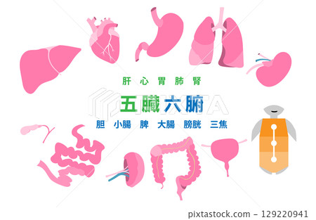 內臟和三焦(五臟六腑)的插圖集 內臟和三焦(五臟六腑)的插圖集 129220941
