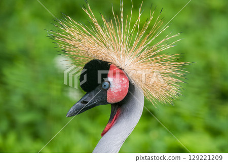 Close up of profile of African grey crowned crane 129221209