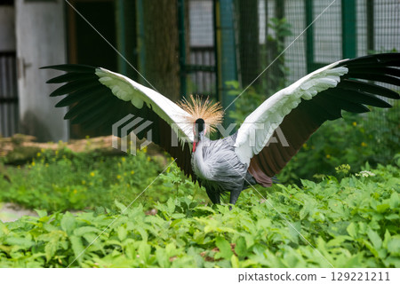 African grey crown crane flies with wings spread 129221211