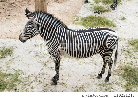 Burchell Zebra, Equus quagga, outdoor in zoo 129221213