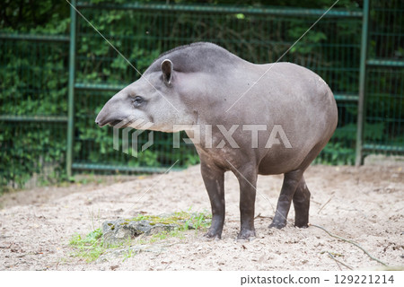 Tapir. Wild animal plain tapir , in zoo 129221214