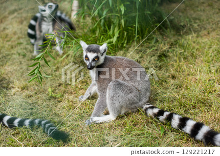 Ring Tailed Lemur with long, black and white ringed tail Ring Tailed Lemur with long, black and white ringed tail 129221217
