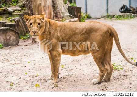 Lioness profile portrait, face of a female lion Panthera leo. 129221218