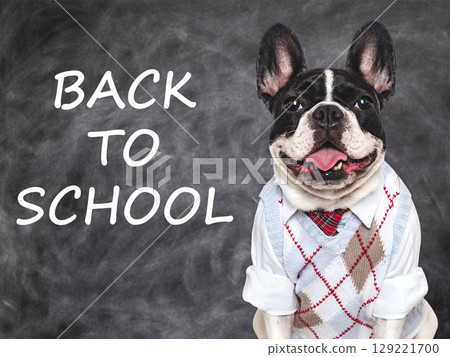 Back to school. Cute puppy and blackboard with inscription 129221700