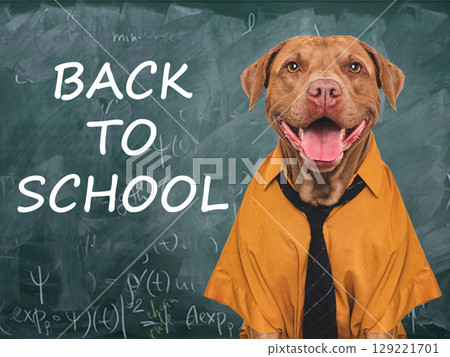 Back to school. Cute dog and blackboard with inscription 129221701