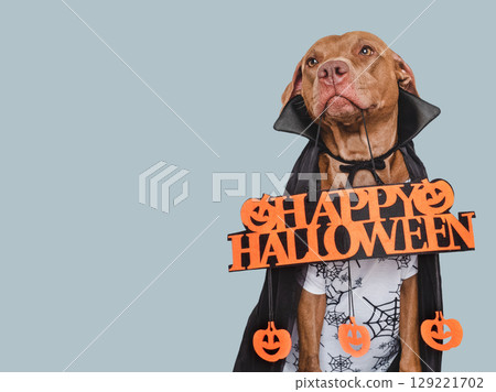 Happy Halloween. Charming dog and Count Dracula costume. Happy Halloween. Charming dog and Count Dracula costume. 129221702