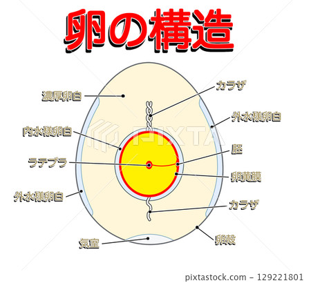 Egg structure 1_with text Egg structure 1_with text 129221801