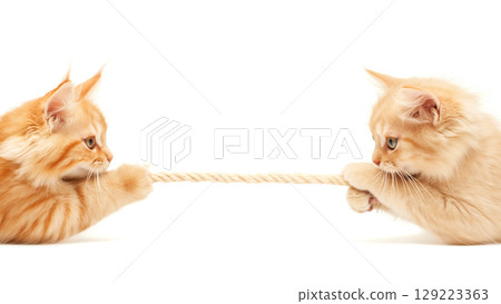 Two adorable ginger kittens engage in a playful tug-of-war, showcasing their energy and determination 129223363