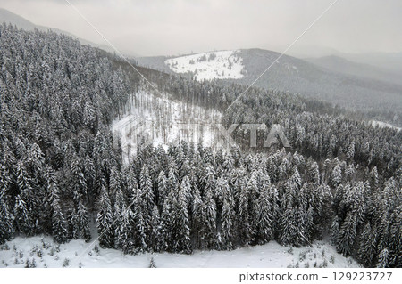 Aerial foggy landscape with evergreen pine trees covered with fresh fallen snow after heavy snowfall in winter mountain forest on cold quiet evening. 129223727