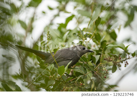 A Gray Catbird bird perched on a tree branch in summer Florida shrubs A Gray Catbird bird perched on a tree branch in summer Florida shrubs 129223746