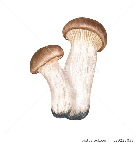 Two eryngii mushrooms watercolor illustration isolated on white background. Hand painted East Asian edible fungi for culinary blogs, vegan recipes, organic food packaging, healthy lifestyle design Two eryngii mushrooms watercolor illustration isolated on white background. Hand painted East Asian edible fungi for culinary blogs, vegan recipes, organic food packaging, healthy lifestyle design 129223835