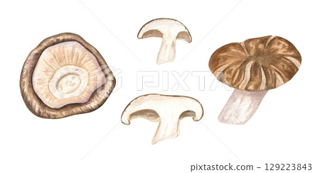 Fresh shiitake mushrooms watercolor illustration set on isolated background. Hand painted Asian whole, caps and sliced mushroom ingredients for cuisine content, vegan recipe, organic food packaging. Fresh shiitake mushrooms watercolor illustration set on isolated background. Hand painted Asian whole, caps and sliced mushroom ingredients for cuisine content, vegan recipe, organic food packaging. 129223843