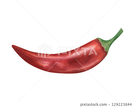 Red hot chili pepper pod isolated watercolor illustration on isolated white background. Jalapeno, cayenne or chili realistic sketch. Vegetable for spicy food, cooking blog, Mexican or Asian cuisine. Red hot chili pepper pod isolated watercolor illustration on isolated white background. Jalapeno, cayenne or chili realistic sketch. Vegetable for spicy food, cooking blog, Mexican or Asian cuisine. 129223844