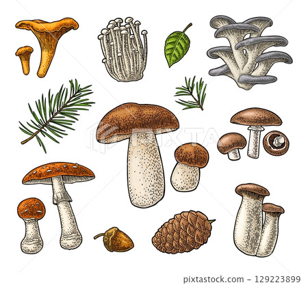Set mushroom. Vector vintage color engraved illustration. 129223899