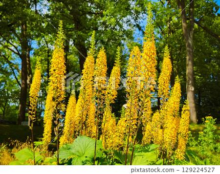 Long inflorescences with bright yellow flowers 129224527
