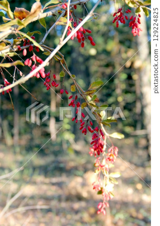 Texture from green leaves of Cotoneaster. Branch of plant with leaves Texture from green leaves of Cotoneaster. Branch of plant with leaves 129224825