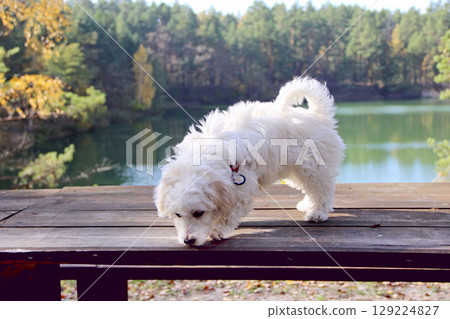 Family pet. purebred dog walks along a wooden path. White Maltipoo Puppy 129224827