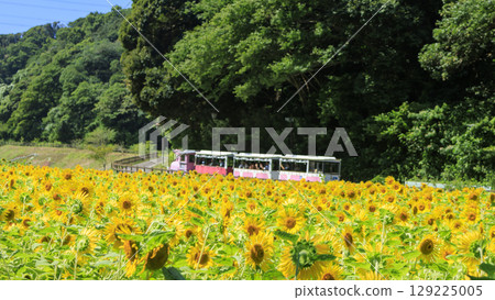 Kurihama Flower Park with sunflowers in full bloom for green manure 129225005