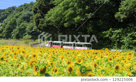 Kurihama Flower Park with sunflowers in full bloom for green manure Kurihama Flower Park with sunflowers in full bloom for green manure 129225006