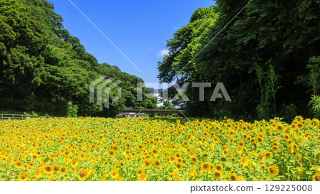 久里濱花卉公園，盛開的向日葵可當綠肥 129225008