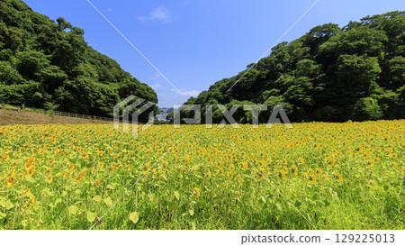 久里濱花卉公園，盛開的向日葵可當綠肥 129225013