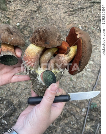 Colorful boletus mushrooms with blue staining held in hands Colorful boletus mushrooms with blue staining held in hands 129225044