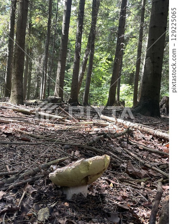 Wild mushroom growing in forest under tall trees. Suitable for autumn or nature concepts. Wild mushroom growing in forest under tall trees. Suitable for autumn or nature concepts. 129225065