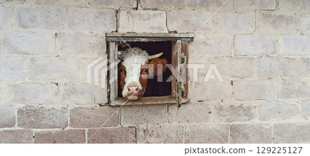 Cow looking out from window of shed. head of cow looking out from the barn Cow looking out from window of shed. head of cow looking out from the barn 129225127