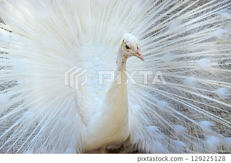 White peacock portrait. White peacock with tail feathers spread 129225128