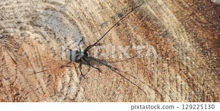 Longhorn beetle standing on wooden surface. Insect with long whiskers 129225130