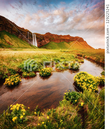 Lovely view of blooming green field. Location place Seljalandfoss waterfall, Iceland. 129225241