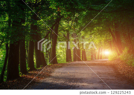 Magic tunnel and pathway through a thick forest with sunlight. The path framed by bushes. Dramatic and gorgeous scene. Location place Ternopil, Ukraine, Europe. Discover the world of beauty. 129225243