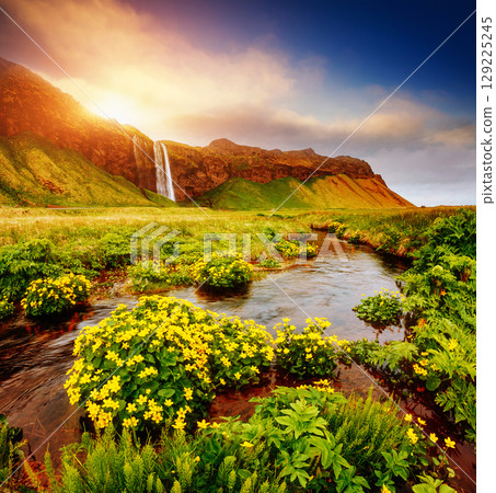 Lovely view of blooming green field. Location place Seljalandfoss waterfall, Iceland. 129225245